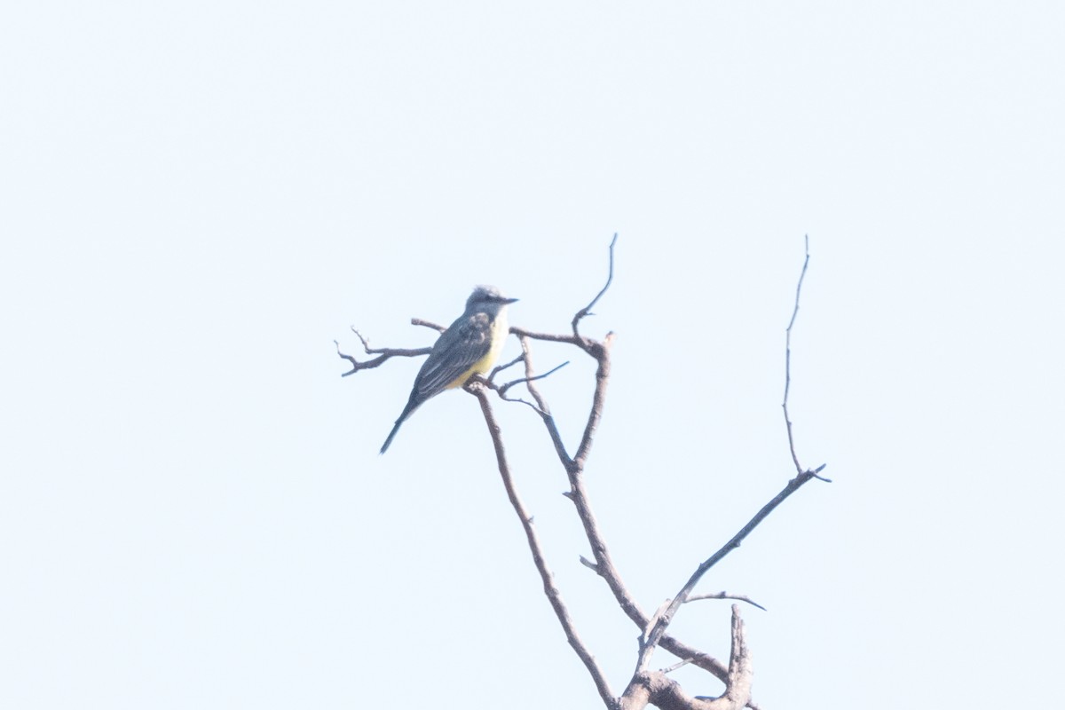 Western Kingbird - ML627995440