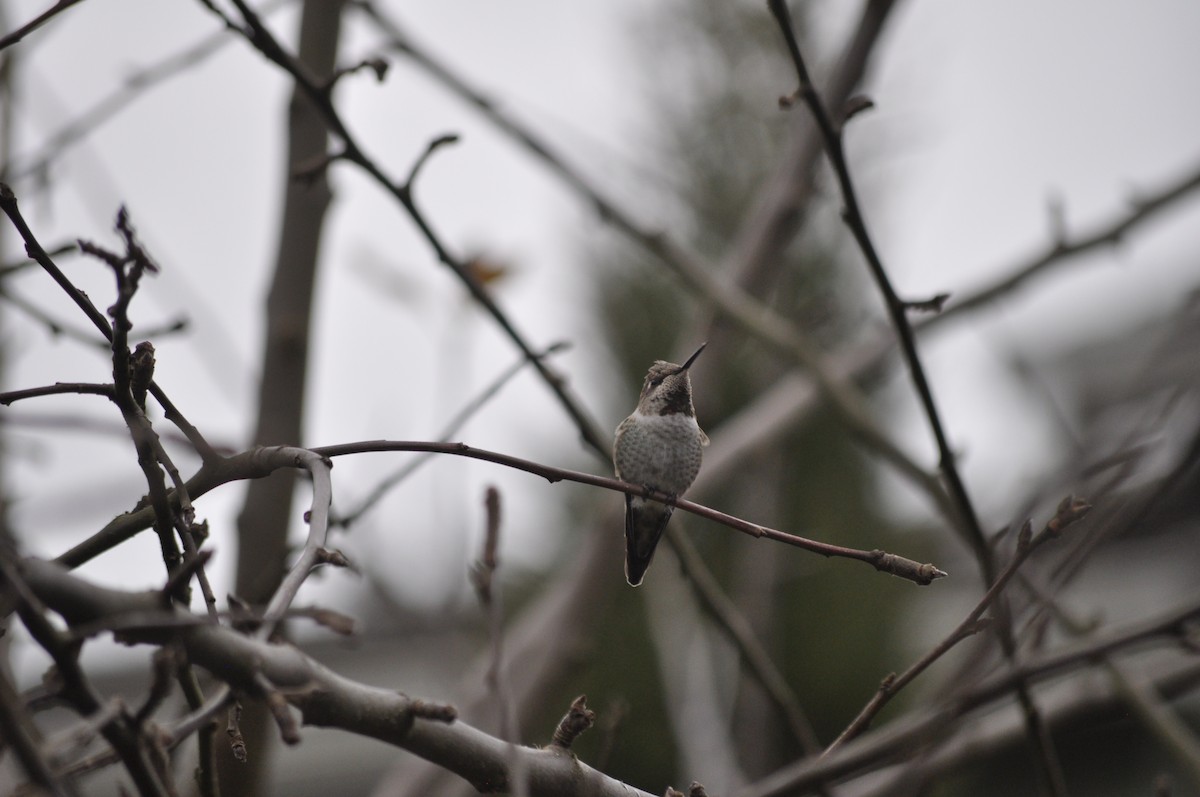 Anna's Hummingbird - ML627995657