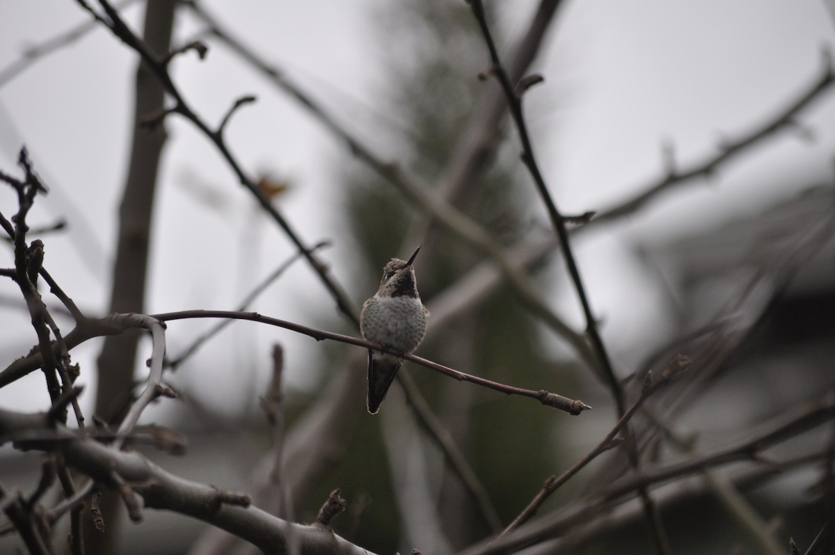 Anna's Hummingbird - ML627995658