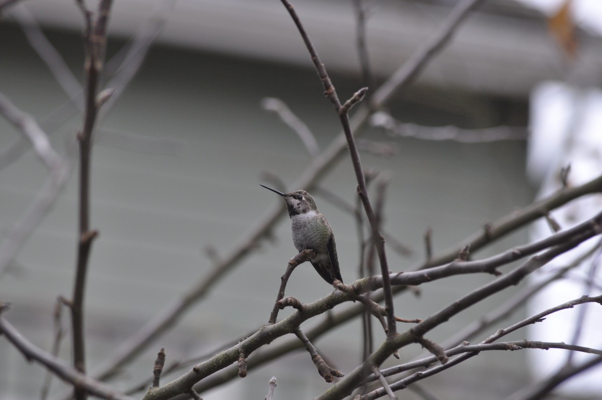 Anna's Hummingbird - ML627995659