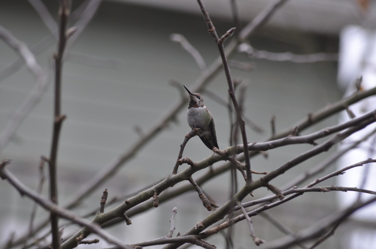 Anna's Hummingbird - ML627995660