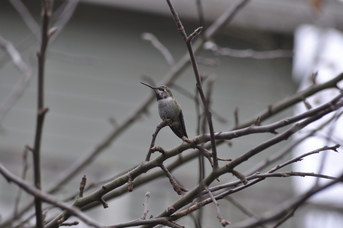 Anna's Hummingbird - ML627995661