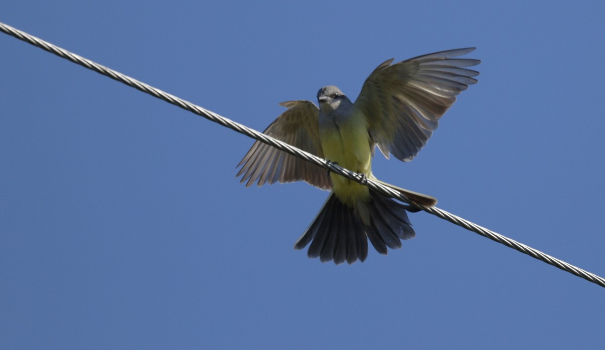 Western Kingbird - ML627995666