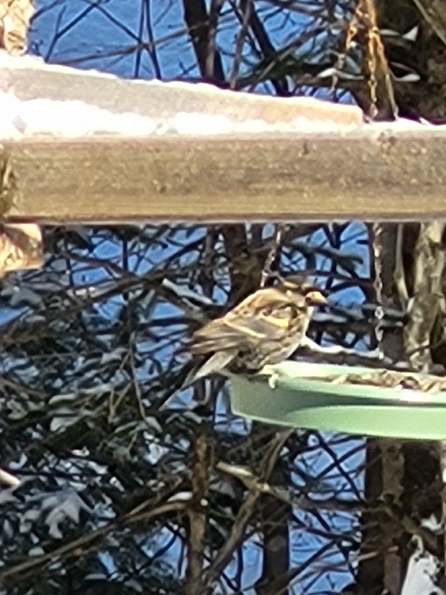 Red-winged Blackbird - ML627995710