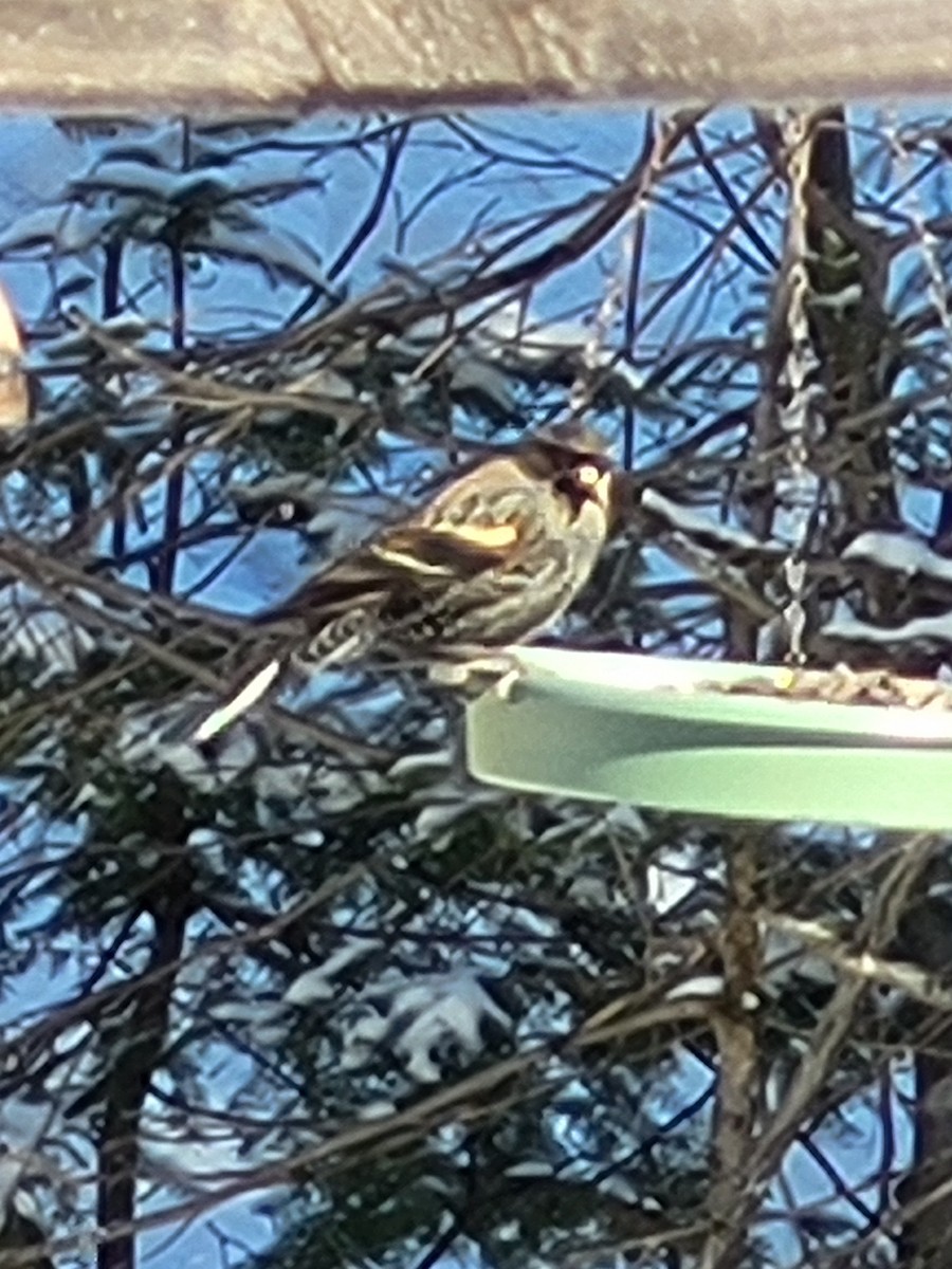Red-winged Blackbird - ML627995711