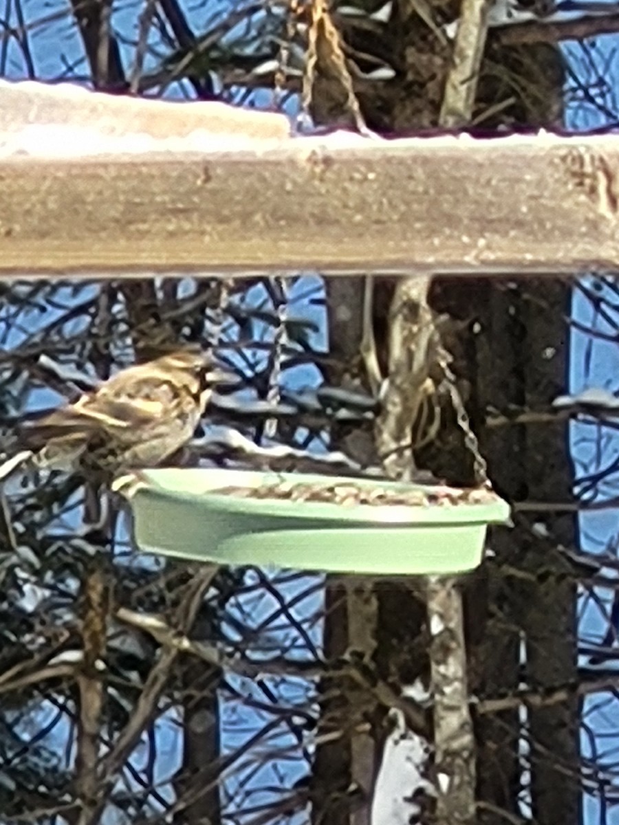 Red-winged Blackbird - ML627995712
