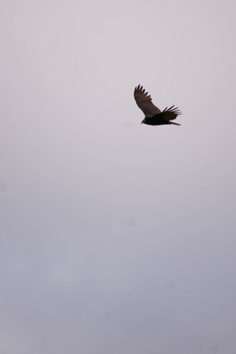 Turkey Vulture (Tropical) - ML627995716