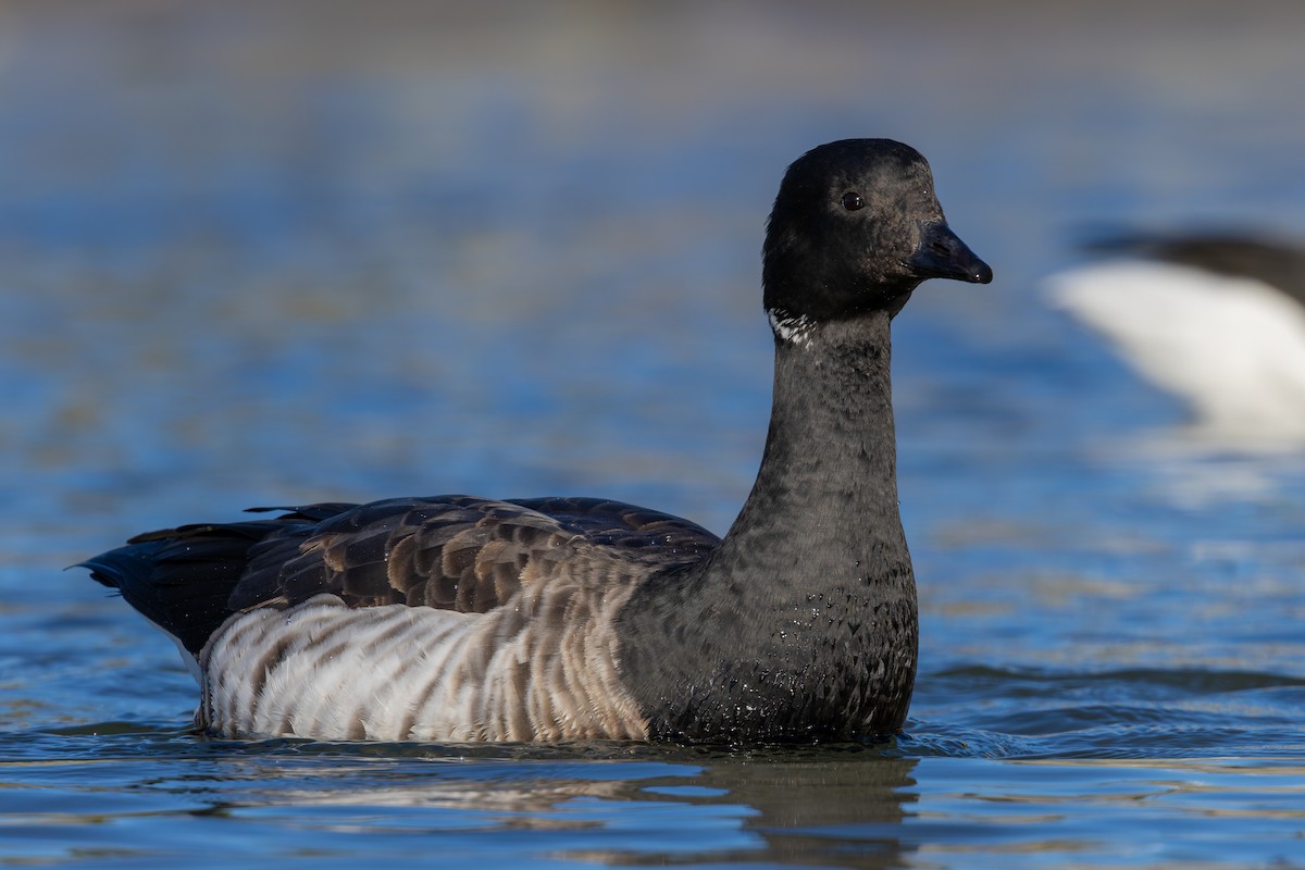 Brant - ML627995717