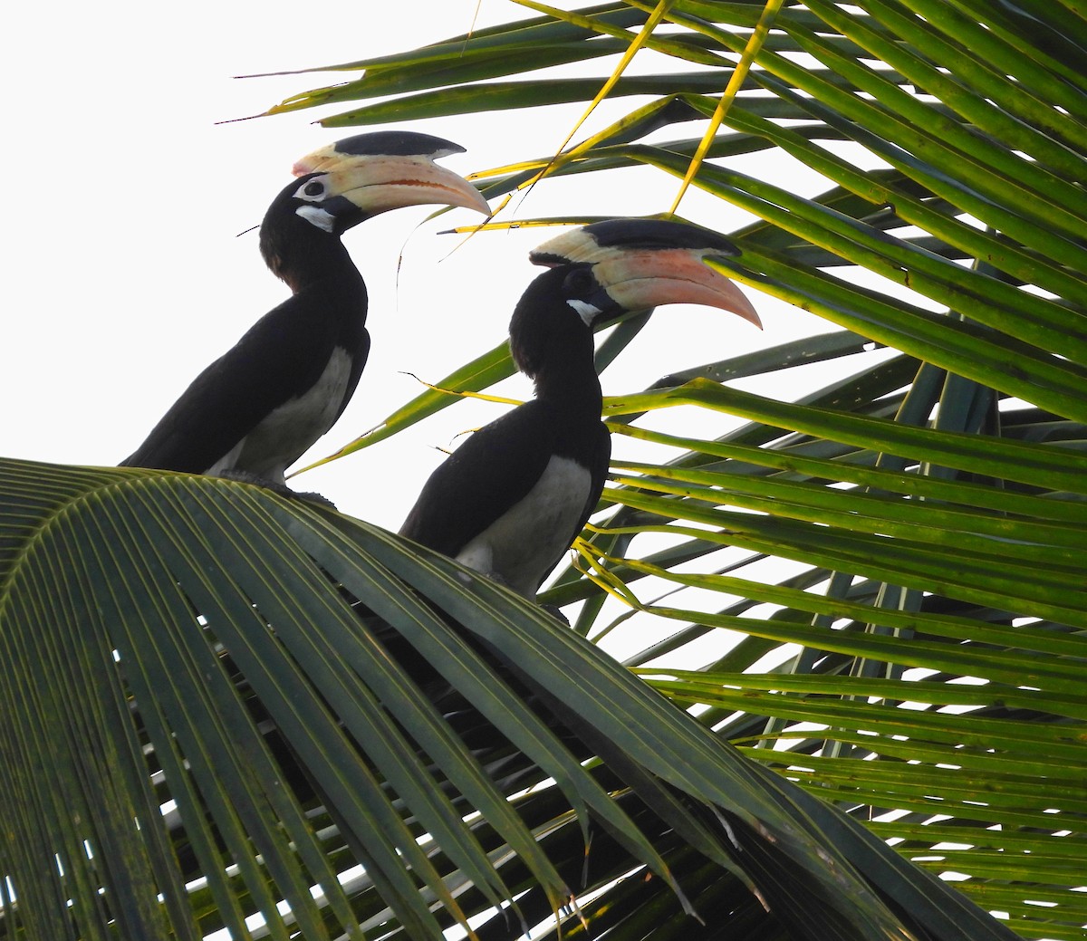 Malabar Pied-Hornbill - ML627995734