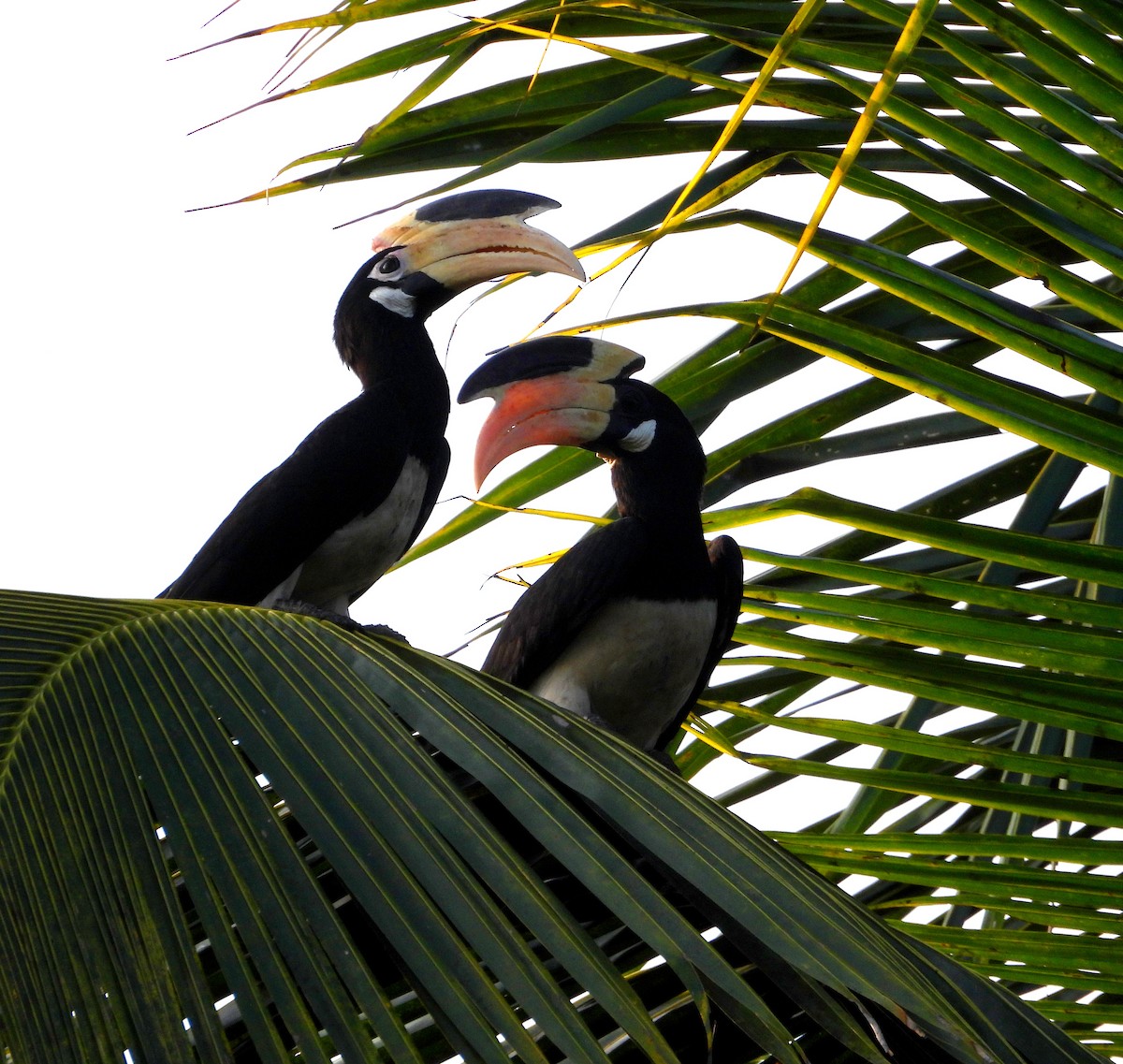 Malabar Pied-Hornbill - ML627995735