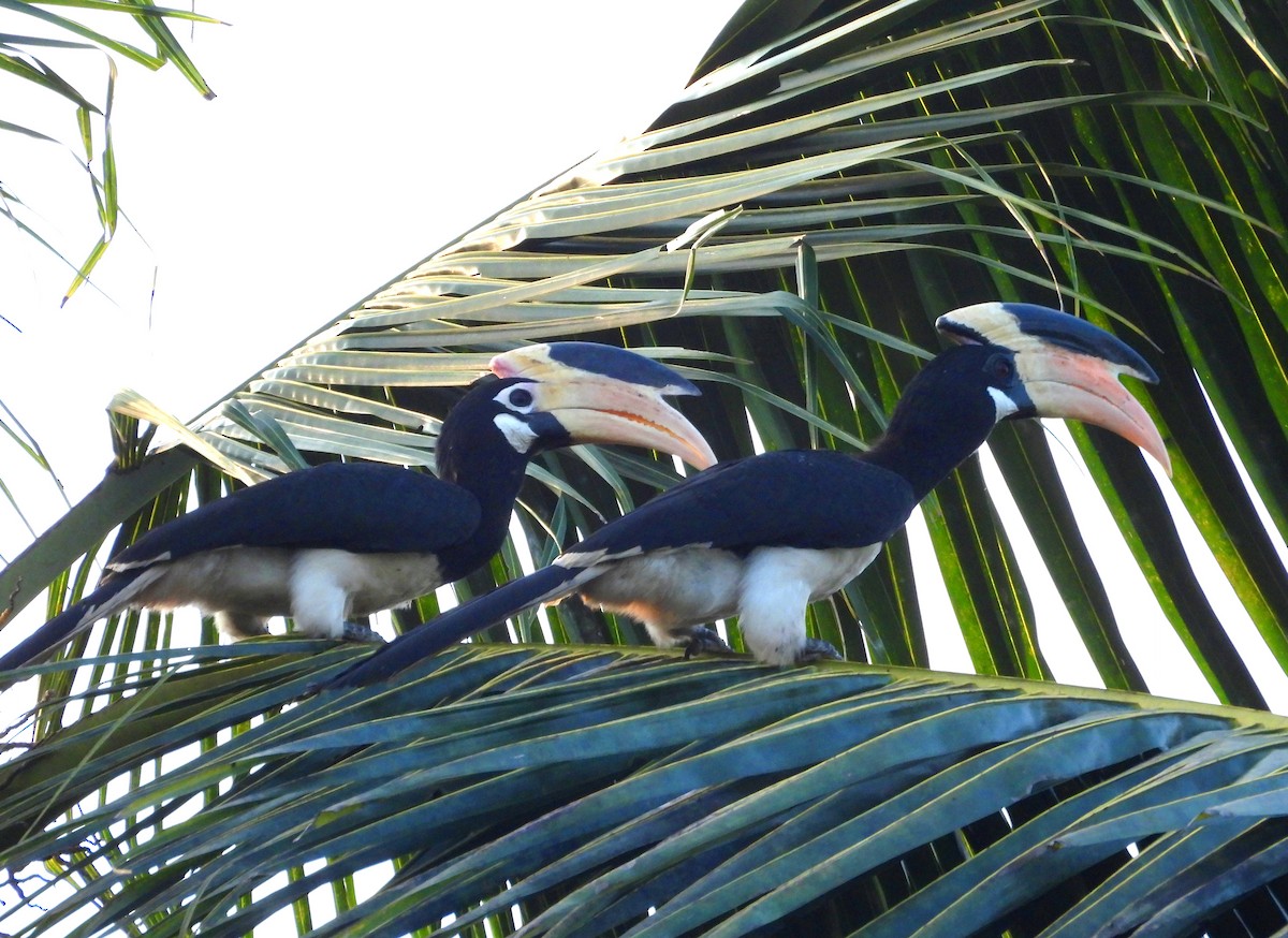 Malabar Pied-Hornbill - ML627995736