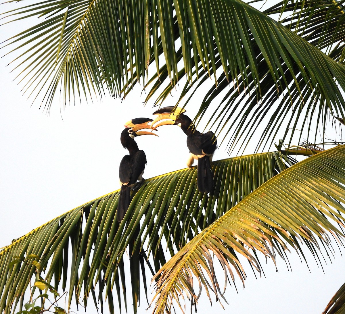 Malabar Pied-Hornbill - ML627995737