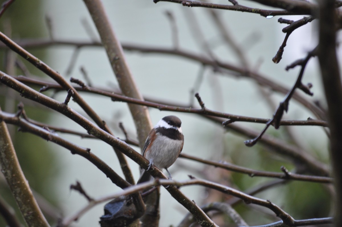 Chestnut-backed Chickadee - ML627995746