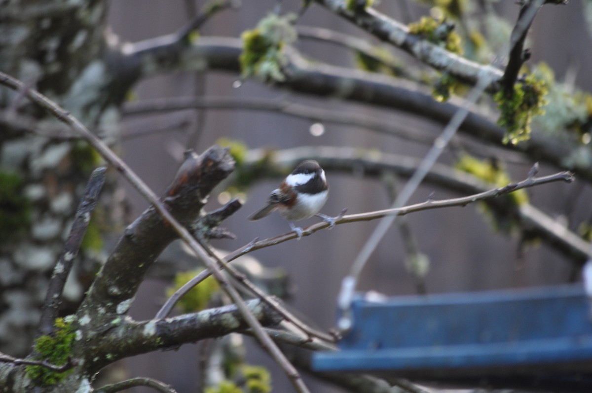 Chestnut-backed Chickadee - ML627995747