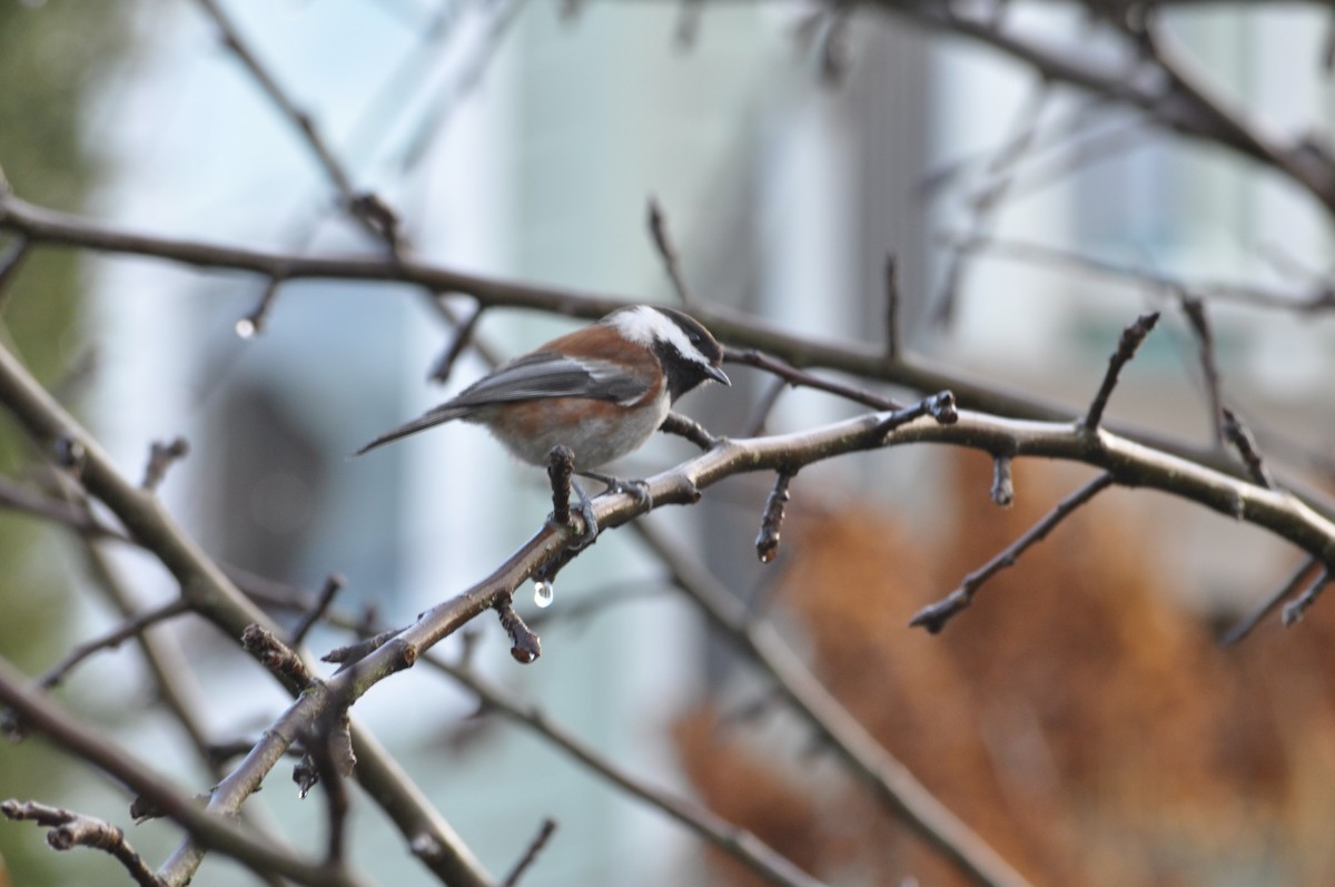 Chestnut-backed Chickadee - ML627995748