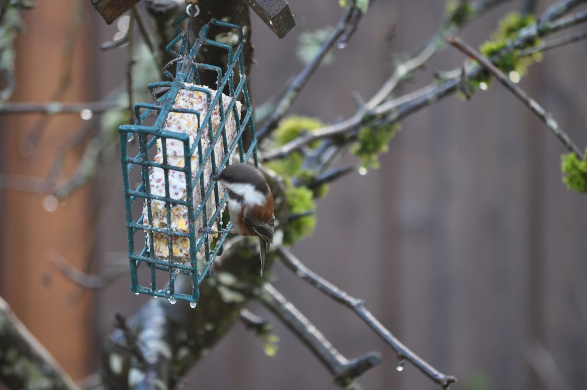 Chestnut-backed Chickadee - ML627995749