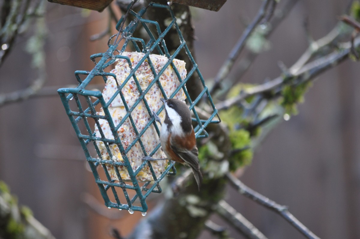 Chestnut-backed Chickadee - ML627995750