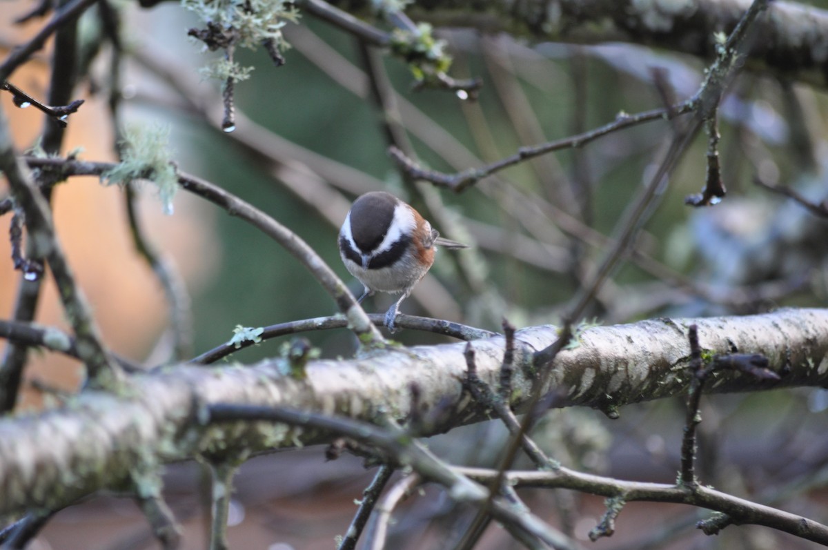 Chestnut-backed Chickadee - ML627995751