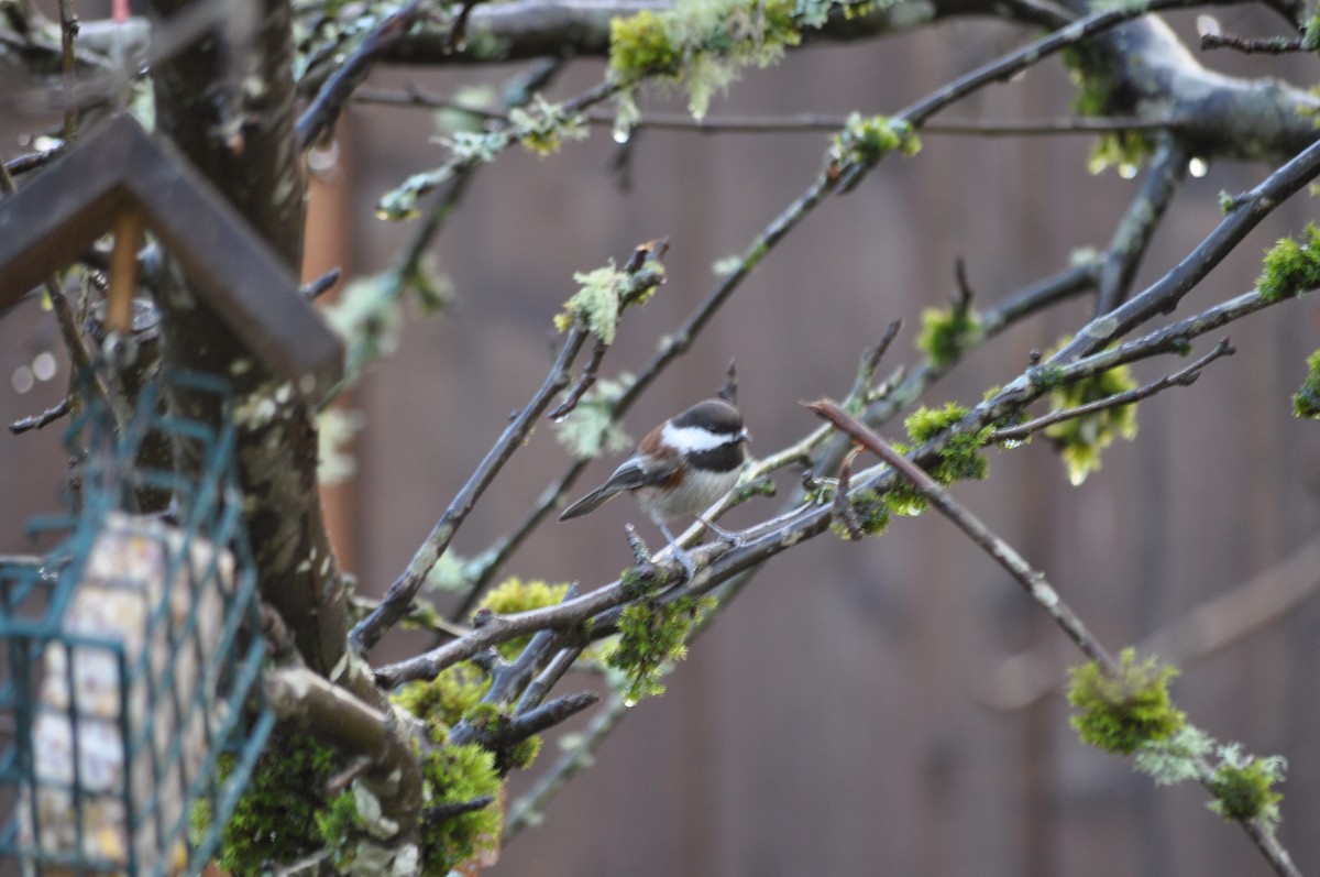 Chestnut-backed Chickadee - ML627995752