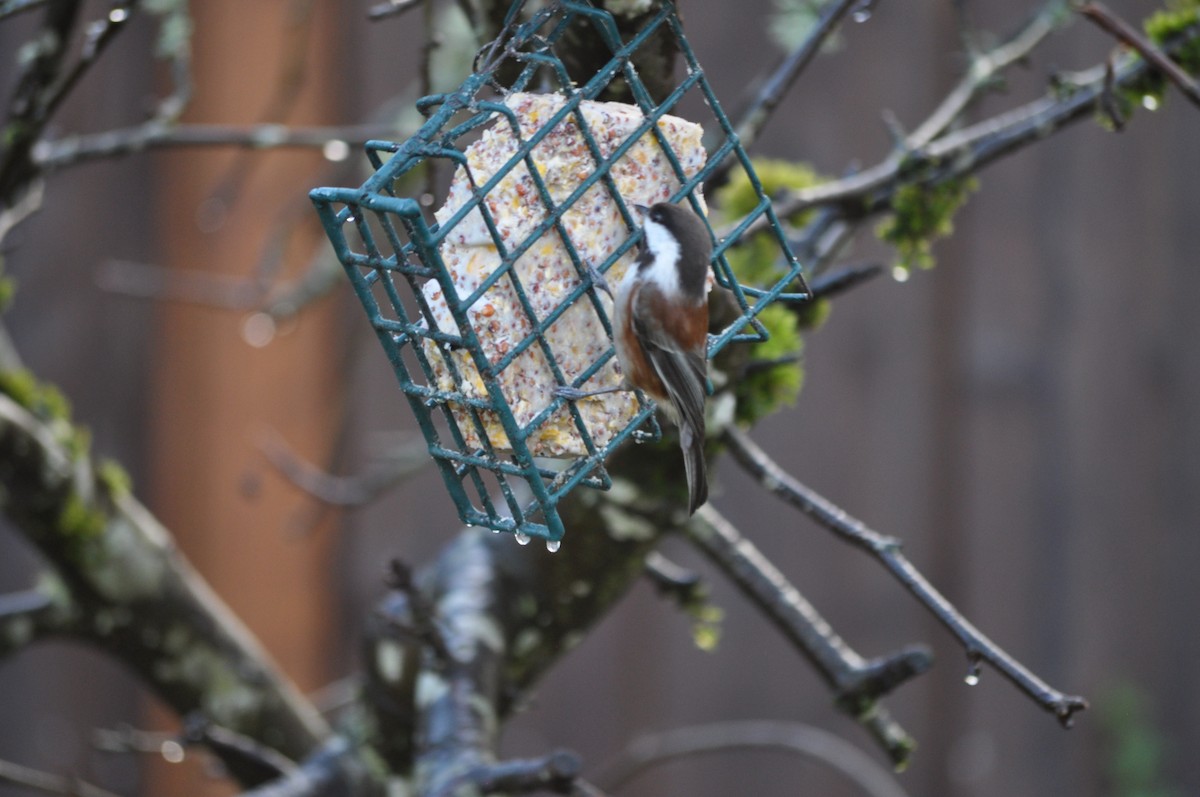 Chestnut-backed Chickadee - ML627995753