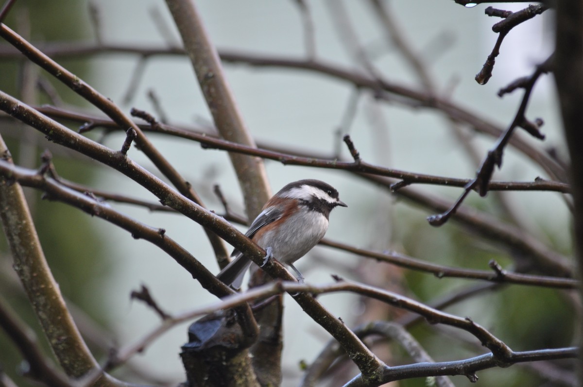 Chestnut-backed Chickadee - ML627995754