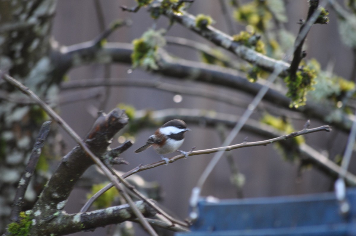 Chestnut-backed Chickadee - ML627995755