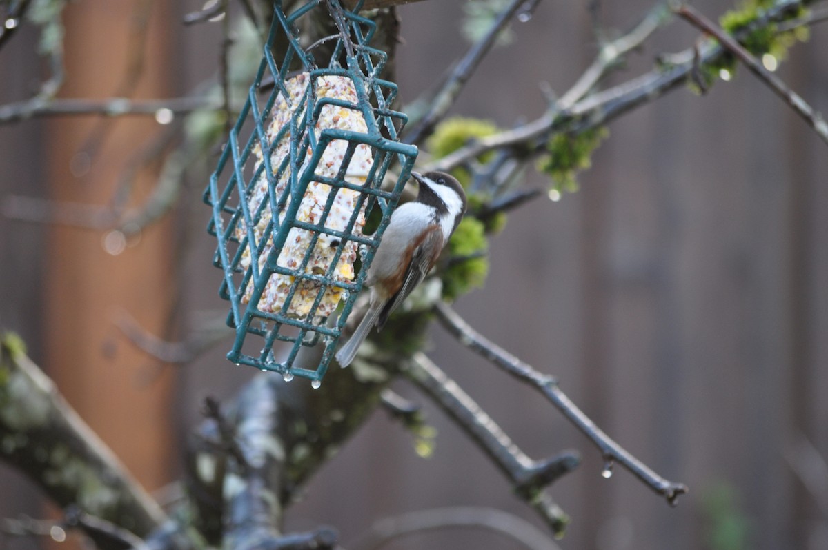 Chestnut-backed Chickadee - ML627995756