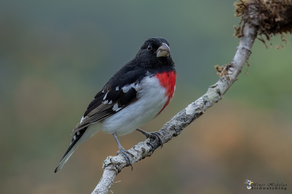 Rose-breasted Grosbeak - ML627995774