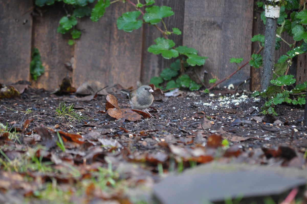 Dark-eyed Junco (Oregon) - ML627995778