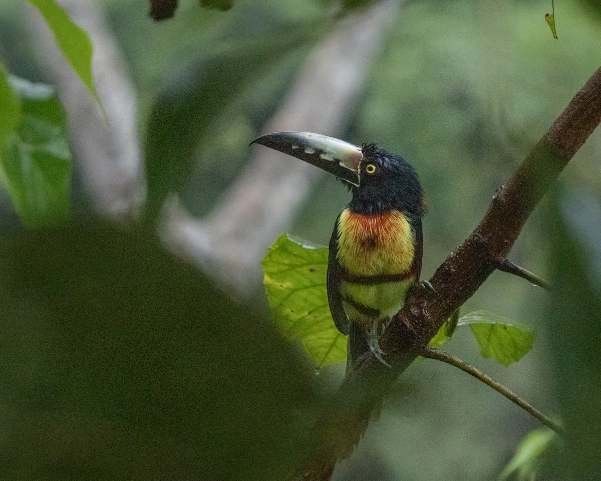 Collared Aracari - ML627995788