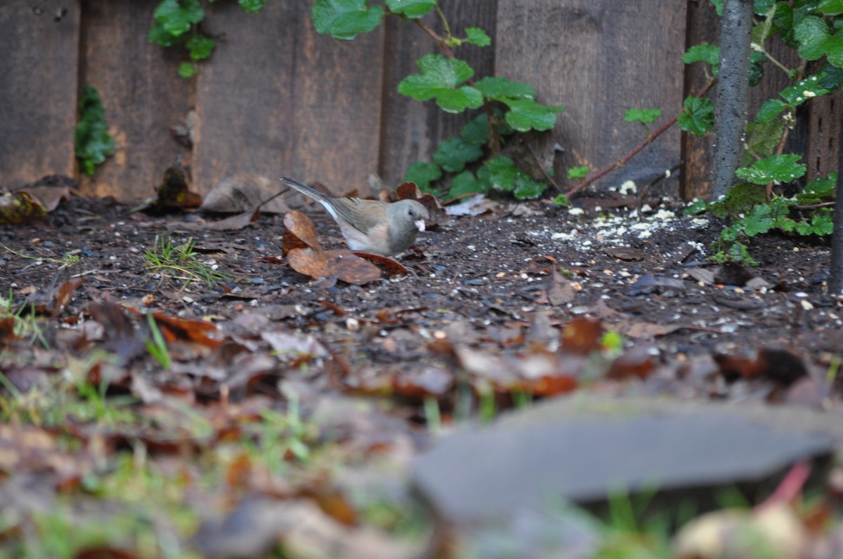 Dark-eyed Junco (Oregon) - ML627995792