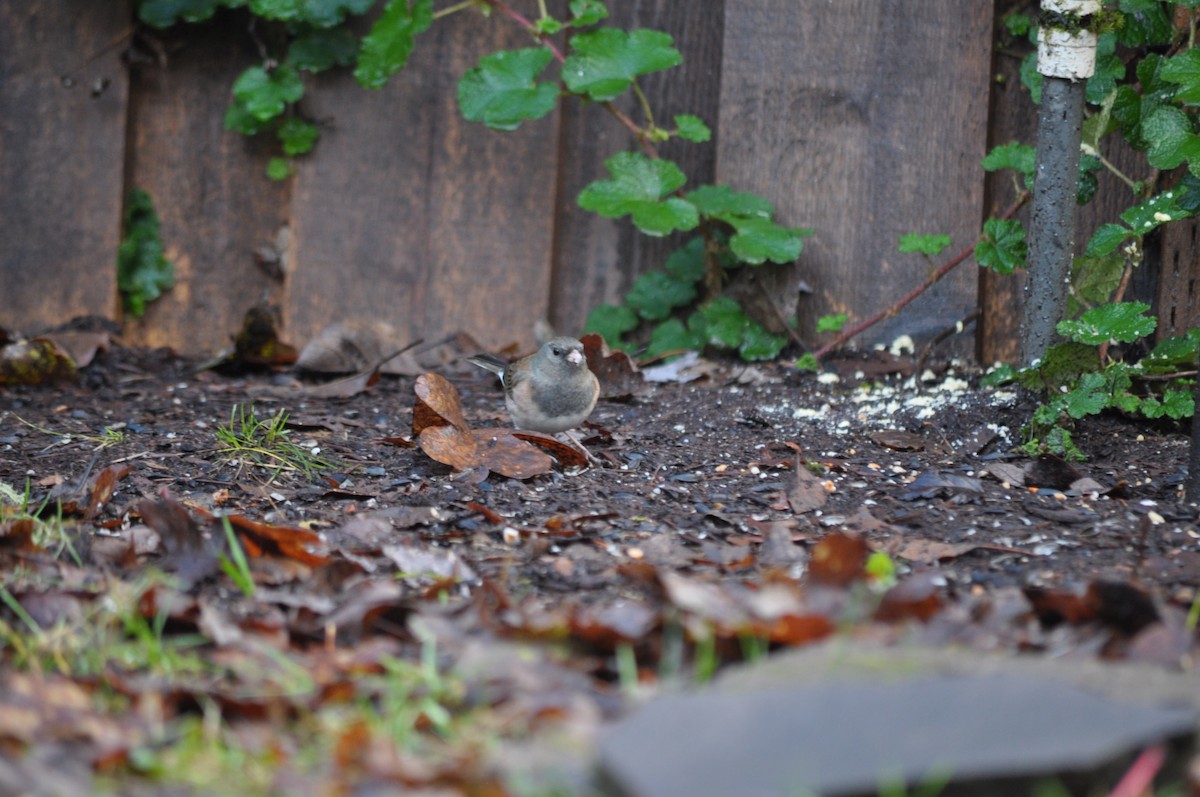 Dark-eyed Junco (Oregon) - ML627995793