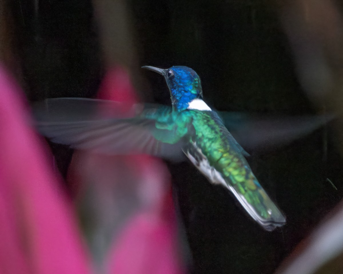 White-necked Jacobin - ML627995804