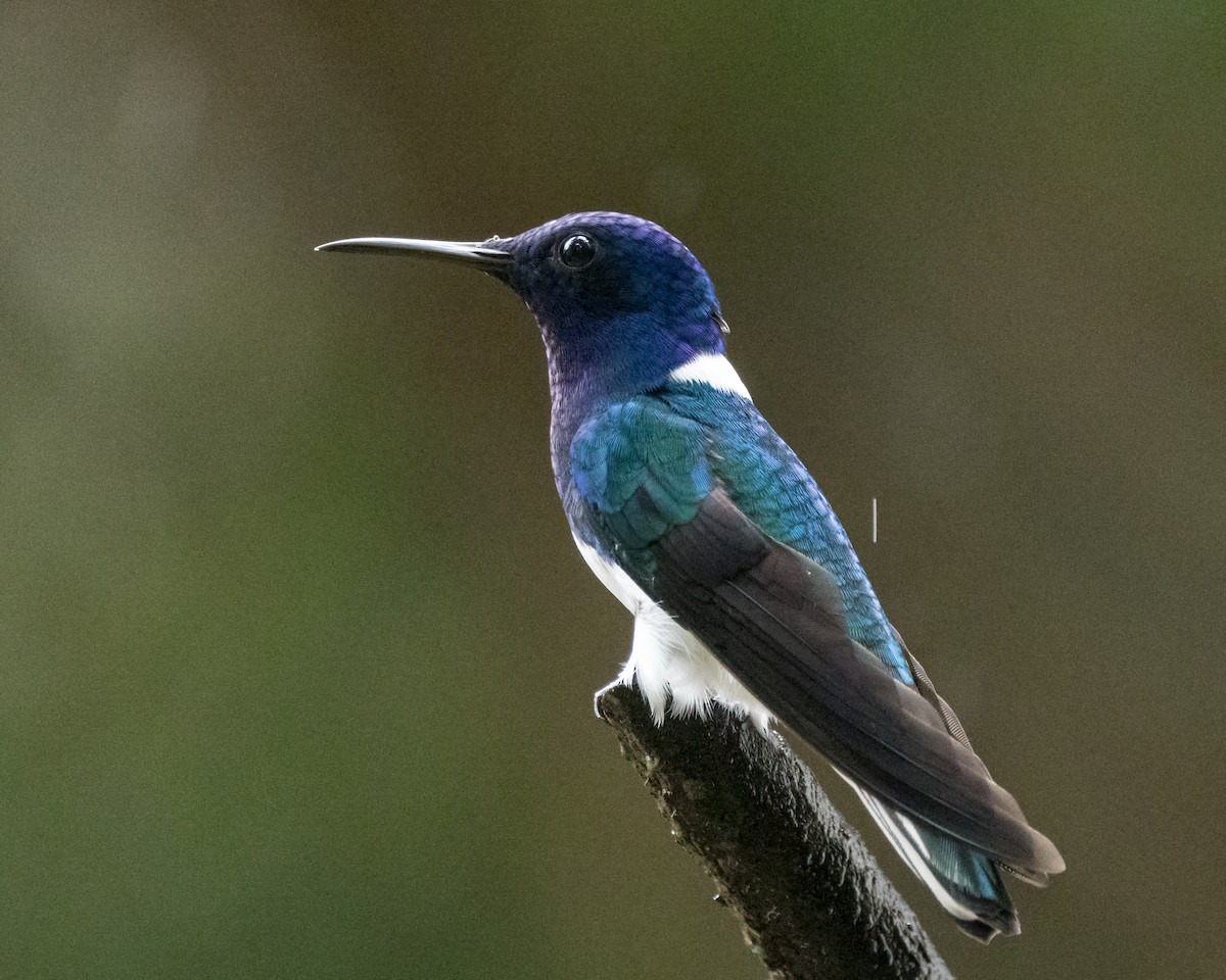 White-necked Jacobin - ML627995807