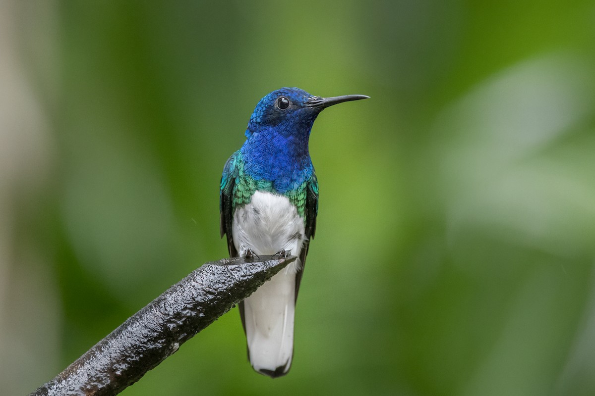 White-necked Jacobin - ML627995808