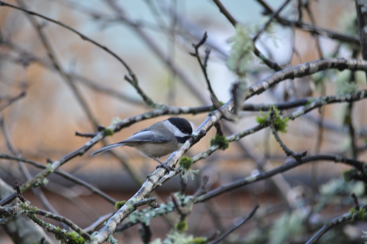 Black-capped Chickadee - ML627995811