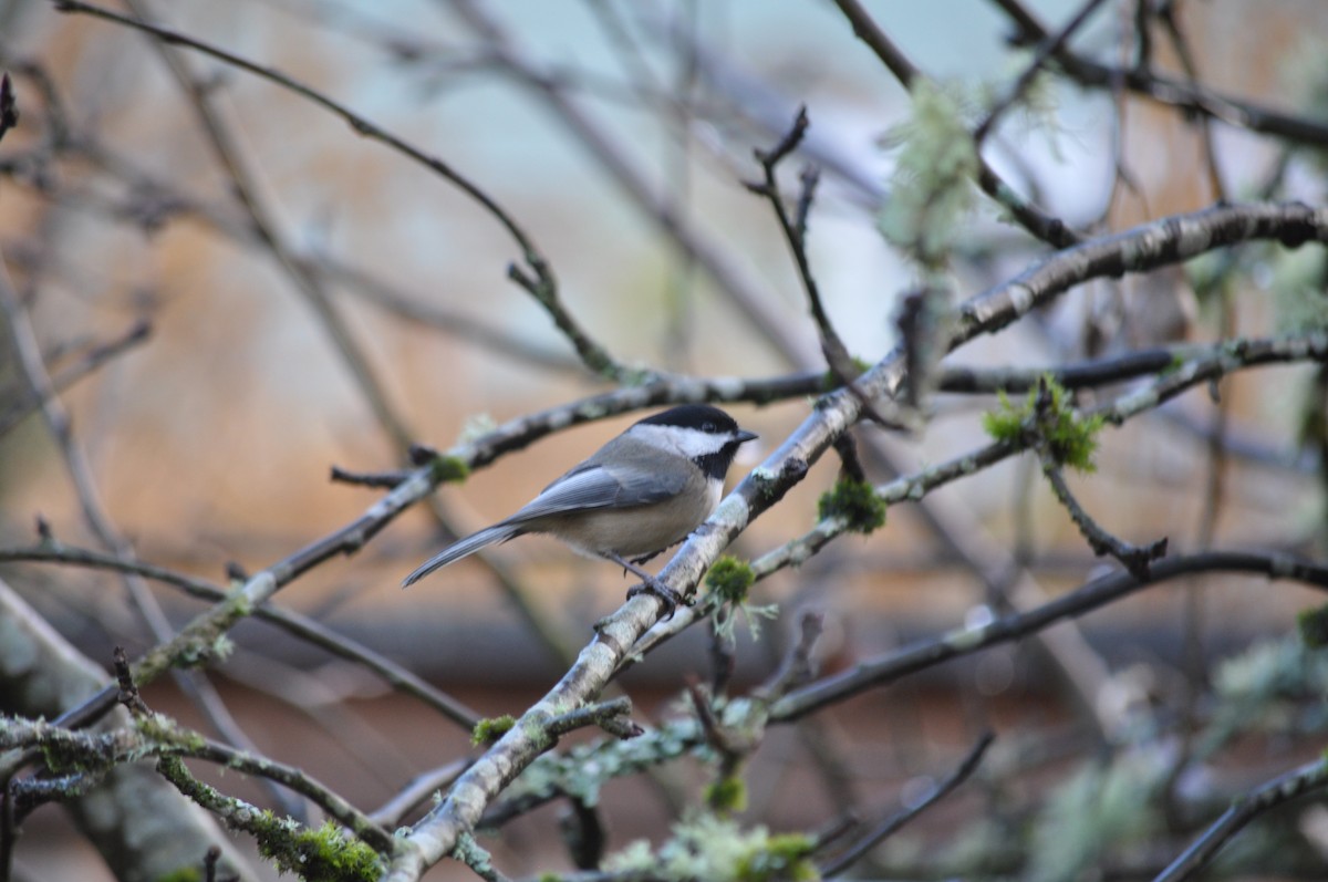 Black-capped Chickadee - ML627995812