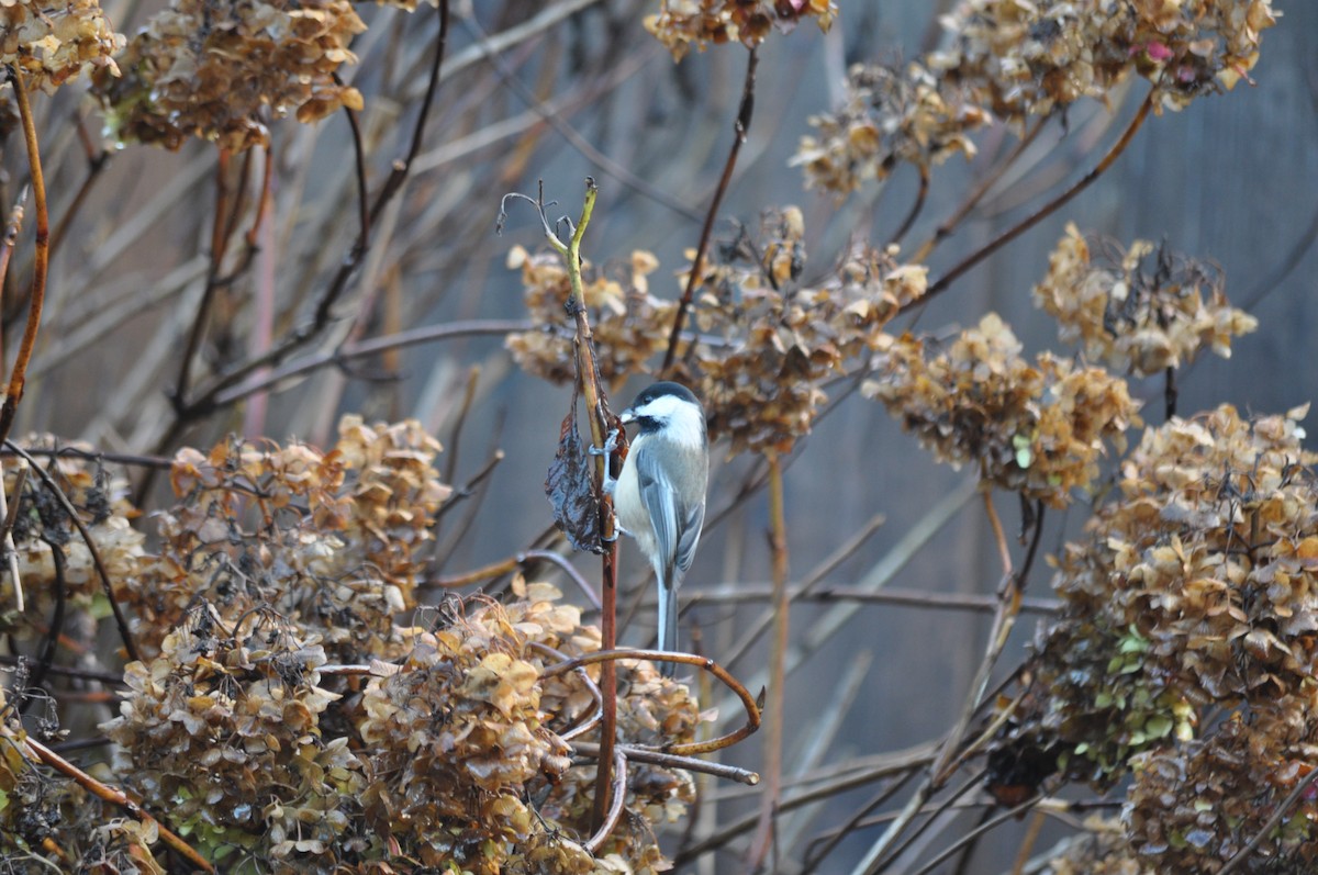 Black-capped Chickadee - ML627995813