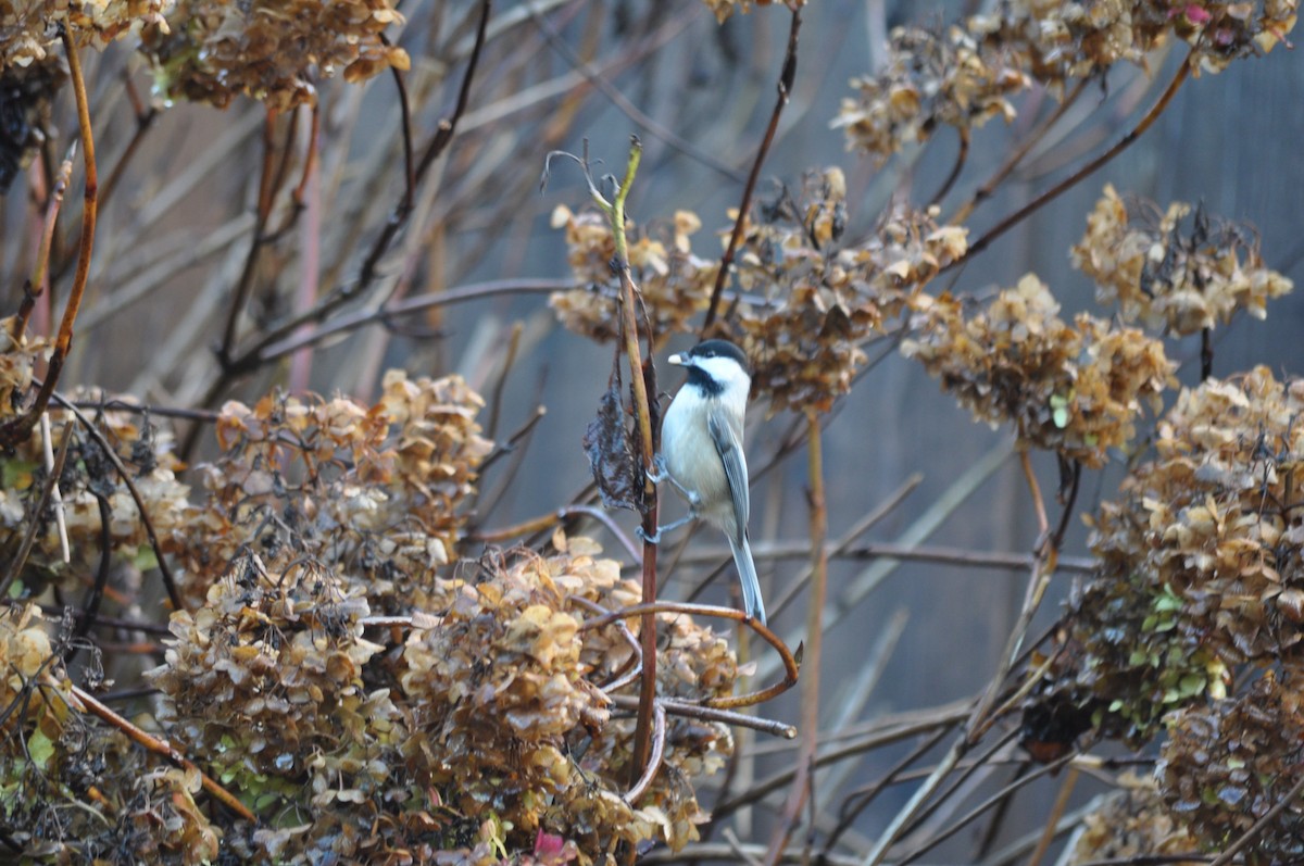 Black-capped Chickadee - ML627995814