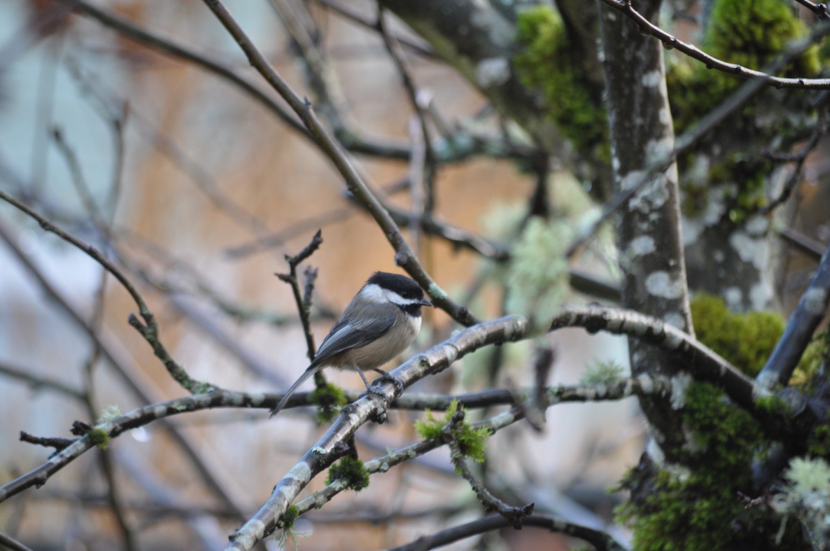 Black-capped Chickadee - ML627995815