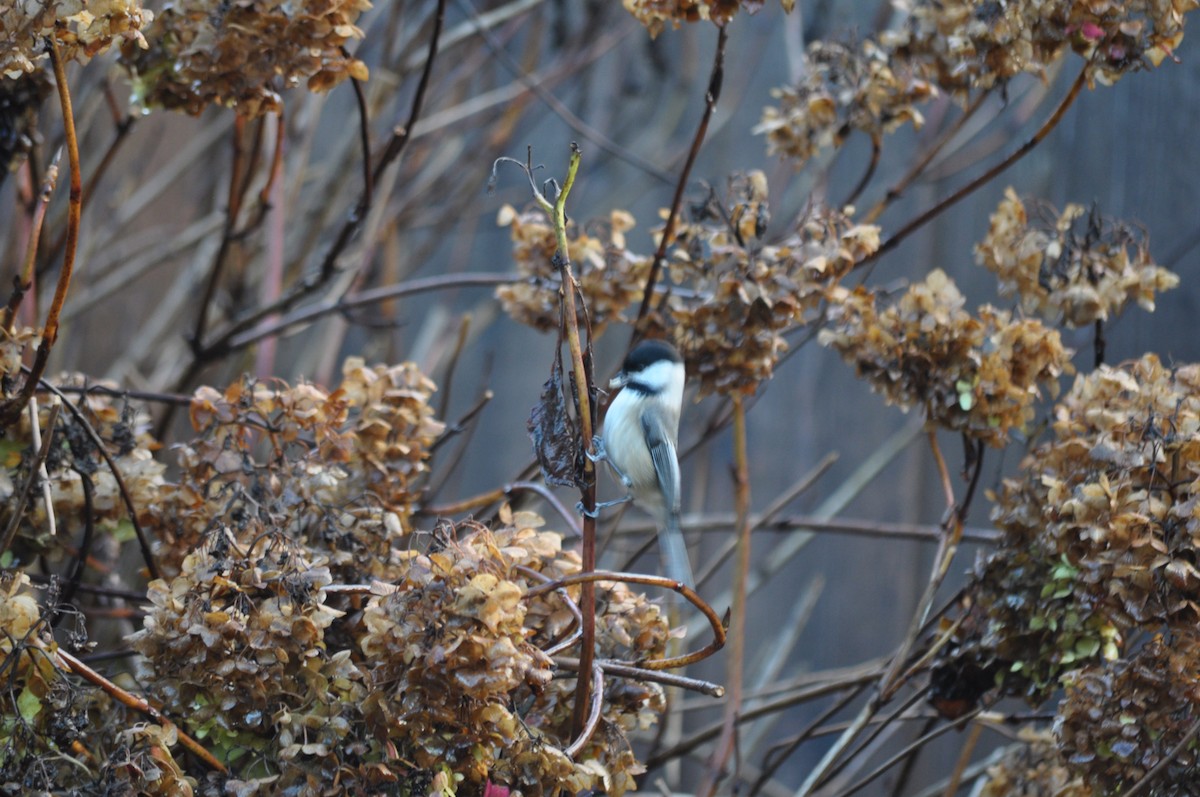 Black-capped Chickadee - ML627995816