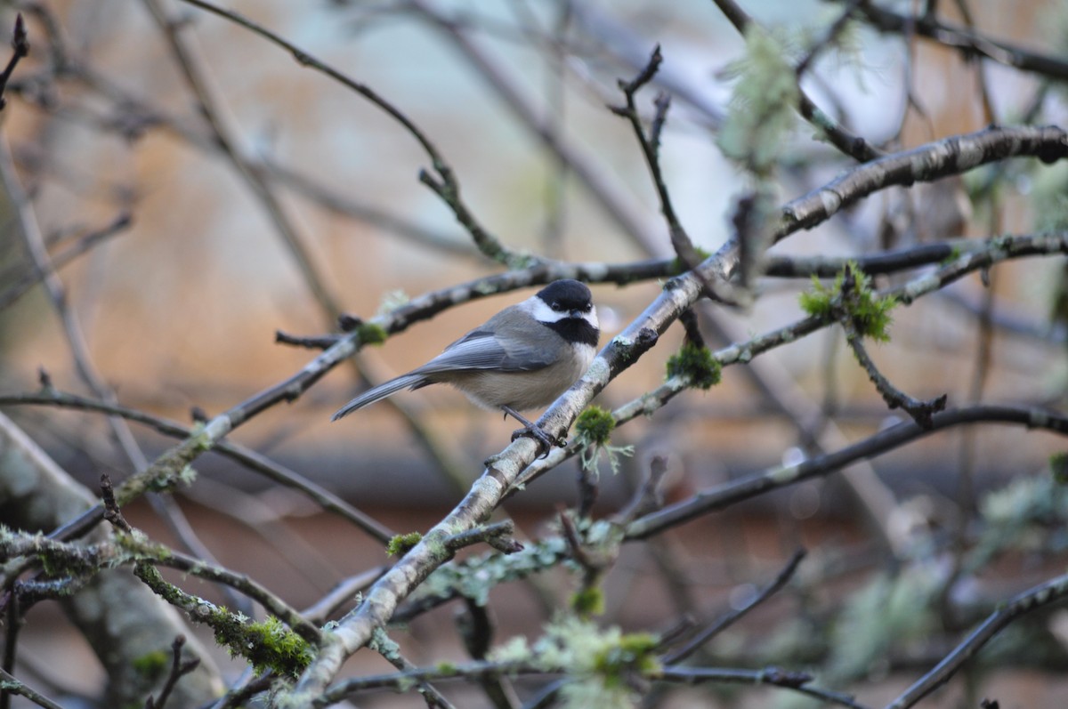 Black-capped Chickadee - ML627995817