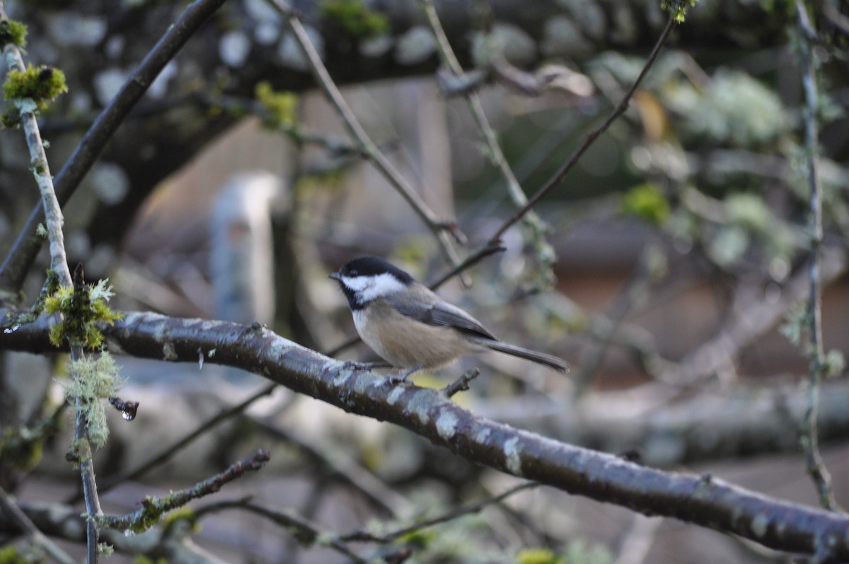 Black-capped Chickadee - ML627995818