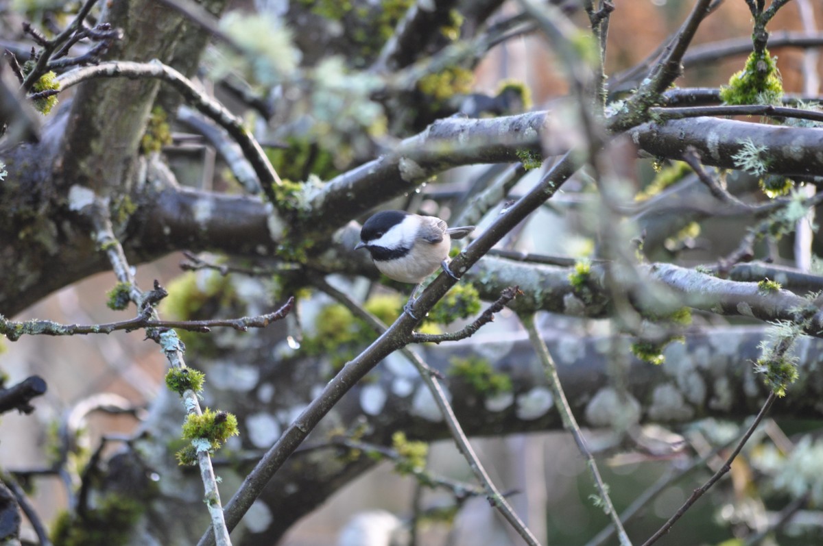 Black-capped Chickadee - ML627995819