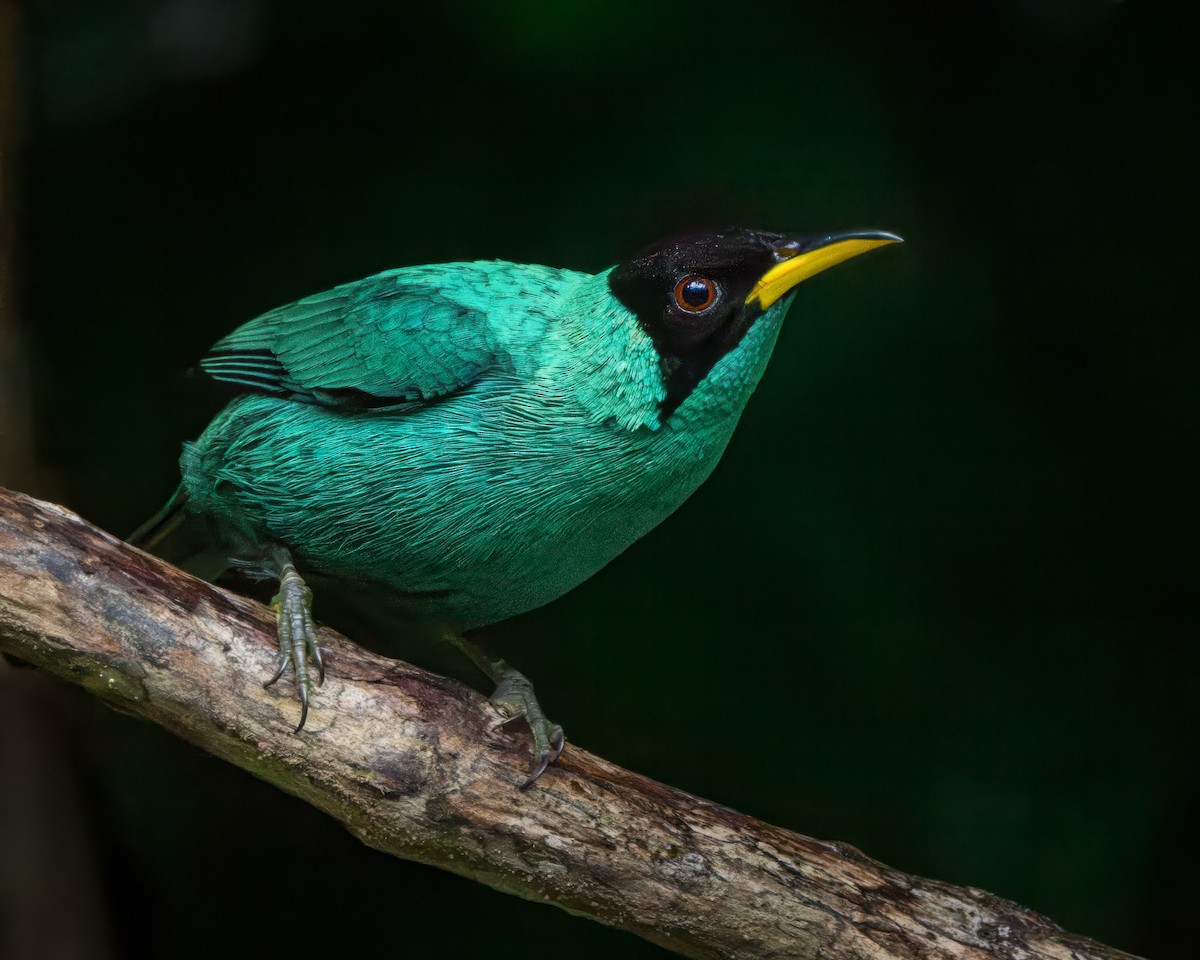 Green Honeycreeper - ML627995822