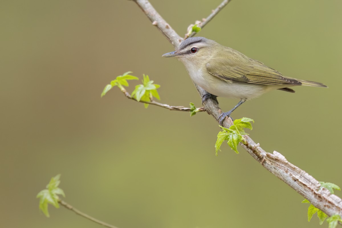 Red-eyed Vireo - ML627995824