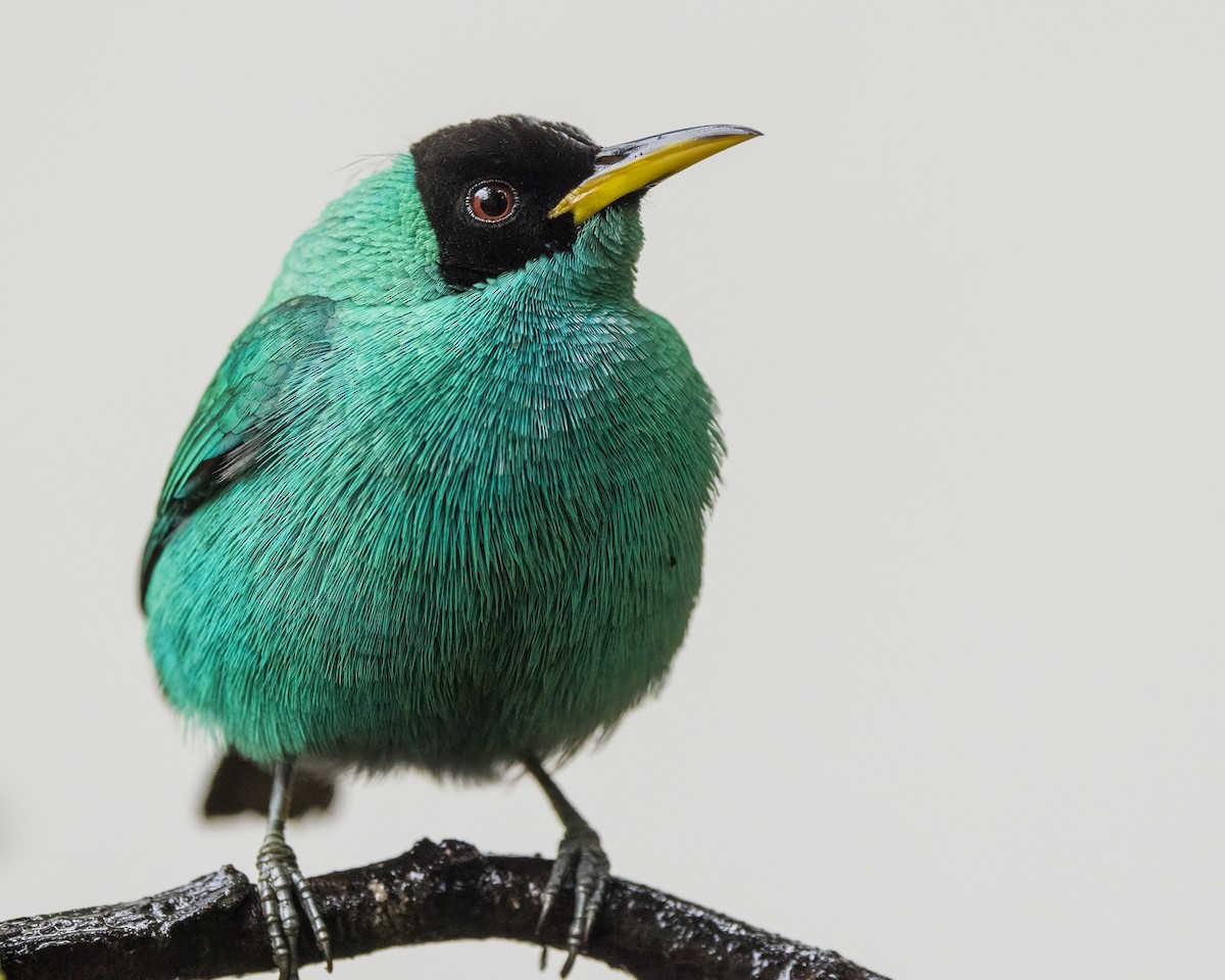 Green Honeycreeper - ML627995825