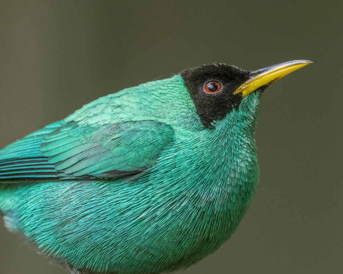 Green Honeycreeper - ML627995826