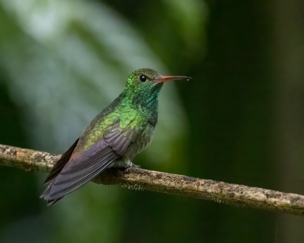 Rufous-tailed Hummingbird - ML627995837