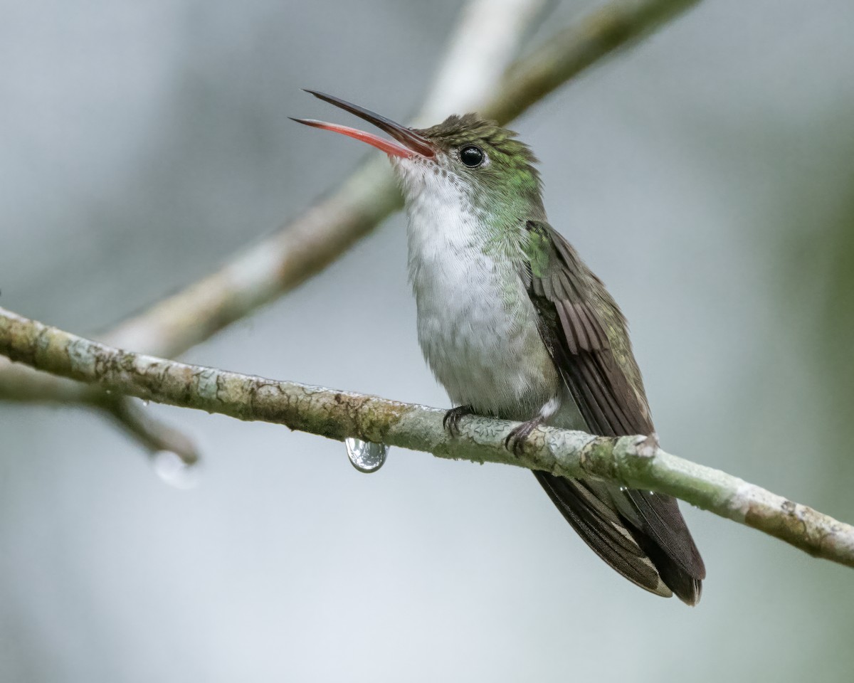 White-bellied Emerald - ML627995839